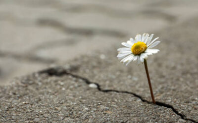 From One‑Off Change to Everyday Resilience